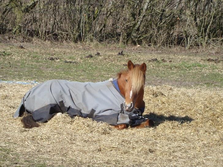 Anden særlig race Candy - Rest in Peace billede 4