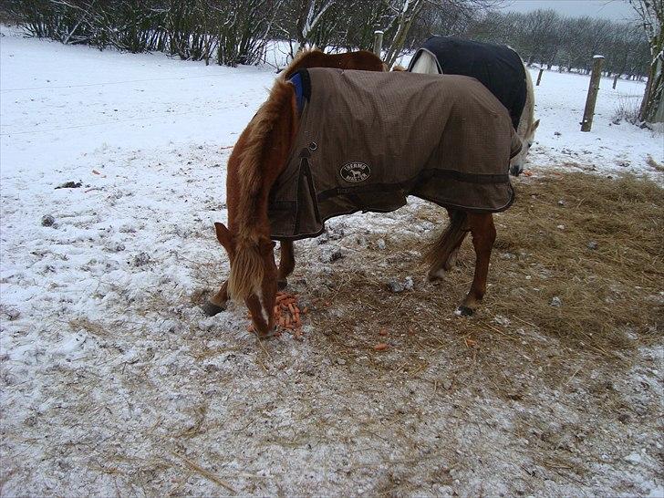 Anden særlig race Candy - Rest in Peace billede 10