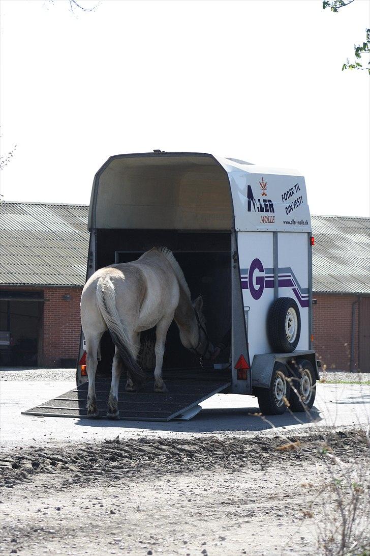 Fjordhest Bibi  - 16. Trailerloading med Bibi :-) billede 12