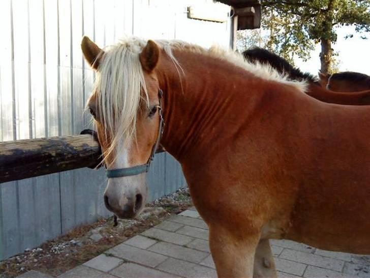 Haflinger Archi <3 - Har du noget slik med til mig Nicoll?? billede 7
