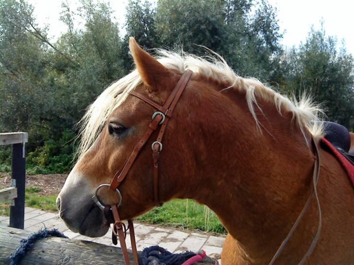Haflinger Archi <3 - Sikke en smuk sol xD billede 8
