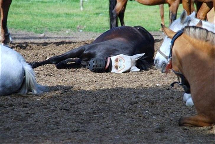 Anden særlig race Diablo - Diablo har taget solbrillerne på, og holder maks sommerferie!! :D Juli 2010 [Foto: Inge] billede 6