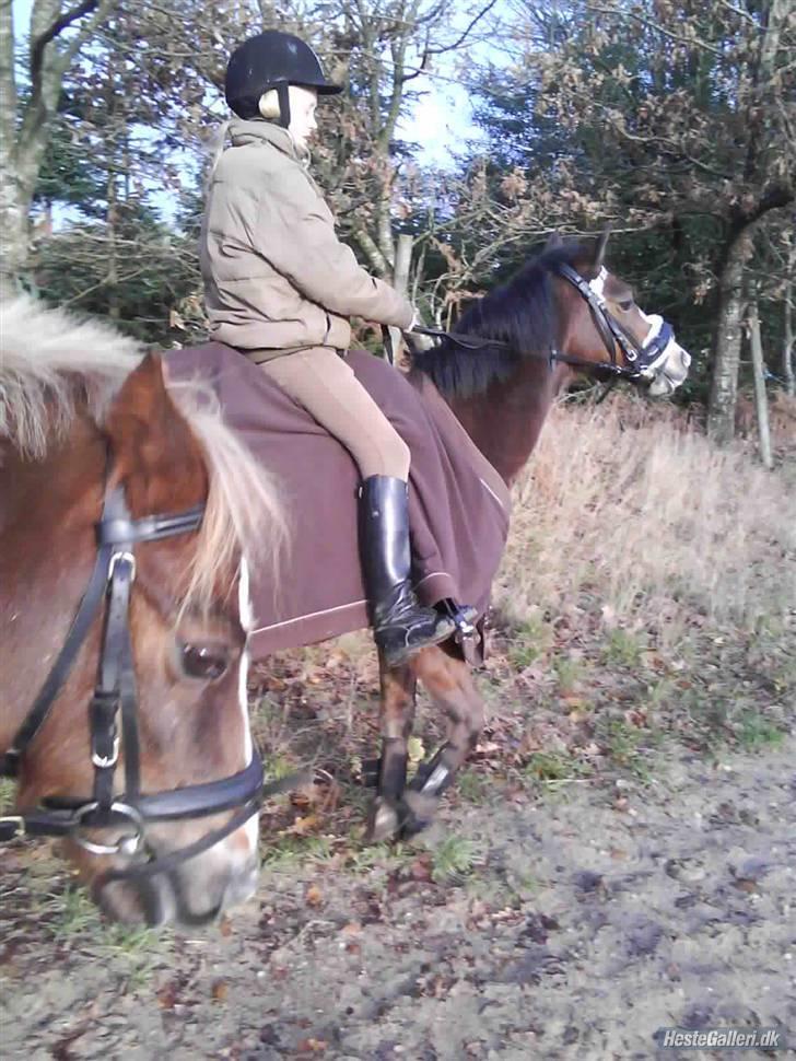 Anden særlig race Beauty ( gammel part) - smukke staht <33 billede 4