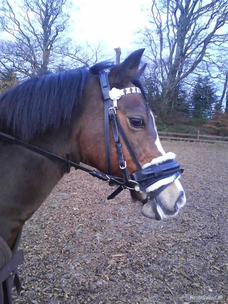 Anden særlig race Beauty ( gammel part) - <3 :* elsker dig min pige ! billede 8