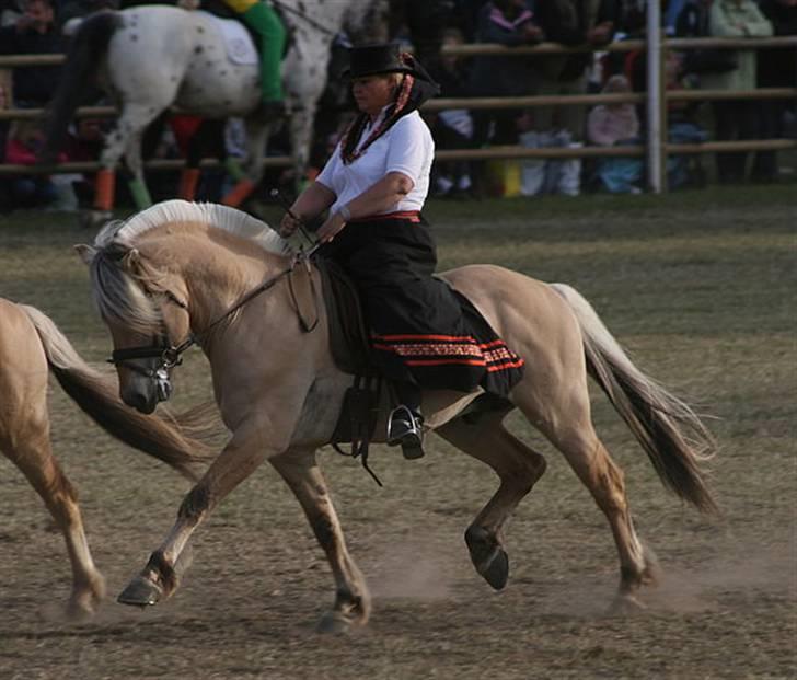 Fjordhest Mosegårdens kejser billede 16