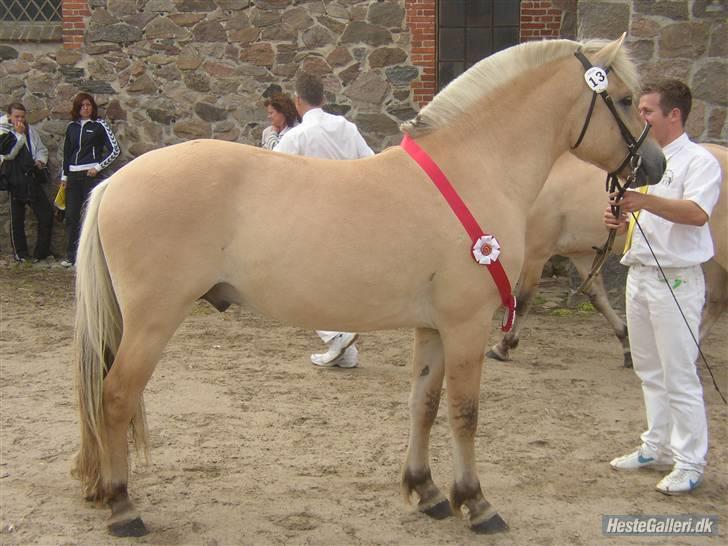 Fjordhest Mosegårdens kejser billede 17