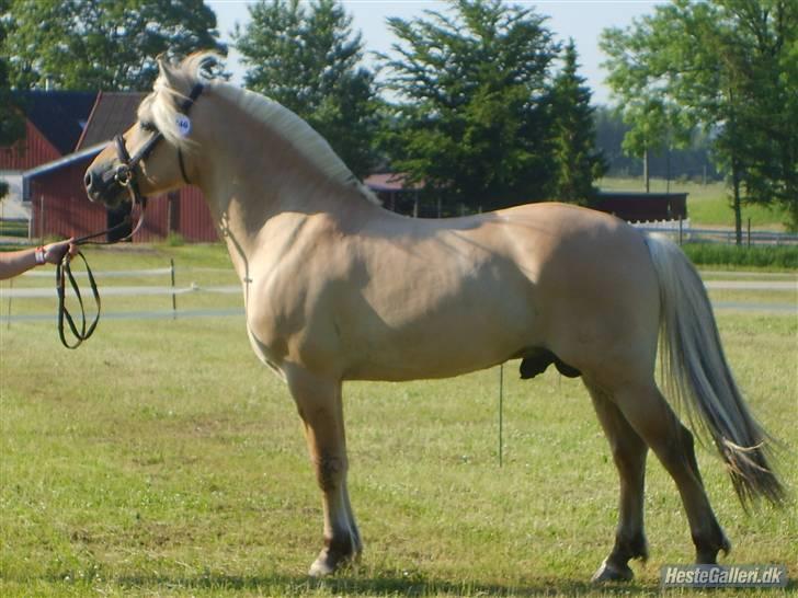 Fjordhest Mosegårdens kejser billede 18