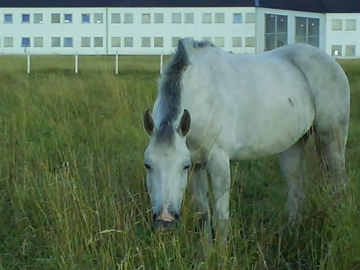 DSP Indian Spirit solgt:'( - sommergræs billede 8