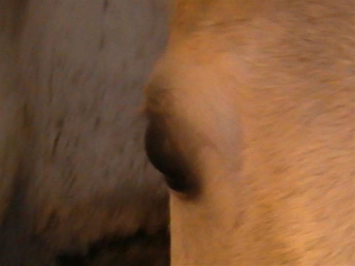 DSP Indian Spirit solgt:'( - spirit <3 billede 9