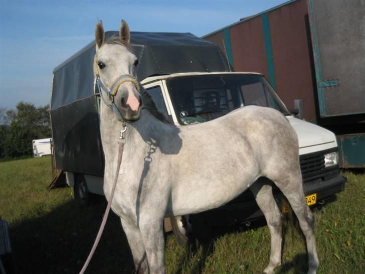 DSP Indian Spirit solgt:'( - spirit, som model :D billede 10