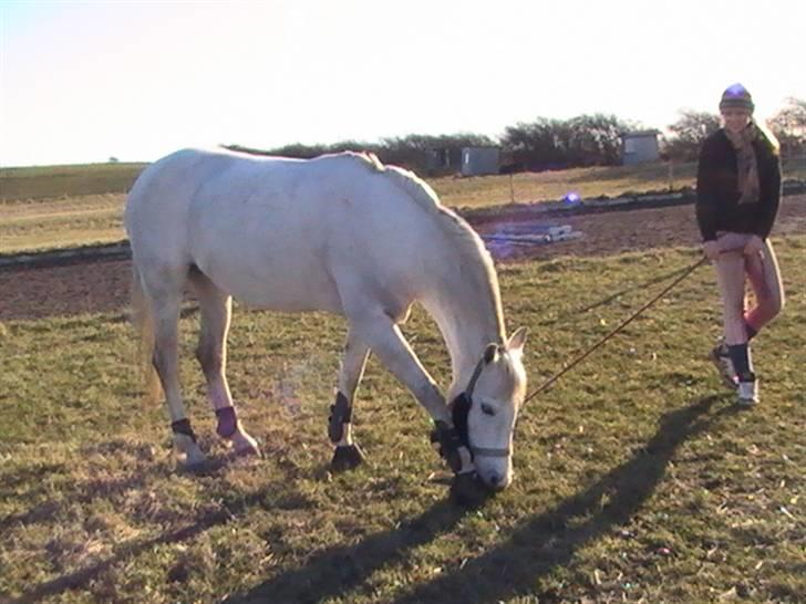 DSP Indian Spirit solgt:'( - ude at græsse :D billede 11