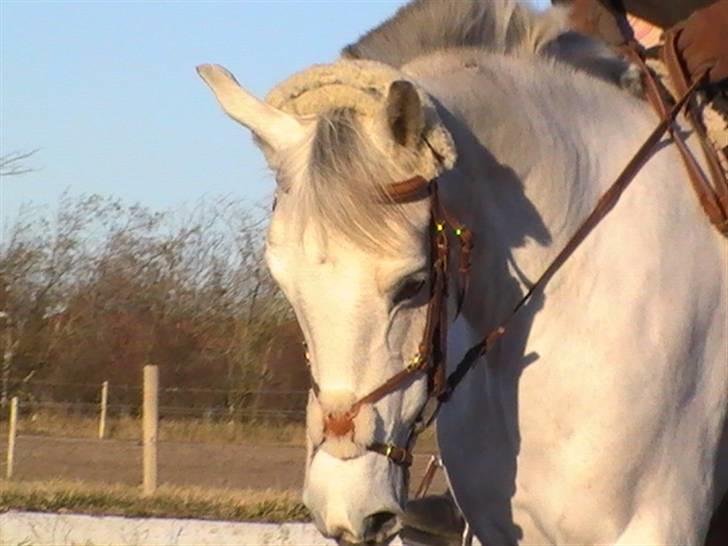 DSP Indian Spirit solgt:'( - vinter:D billede 12