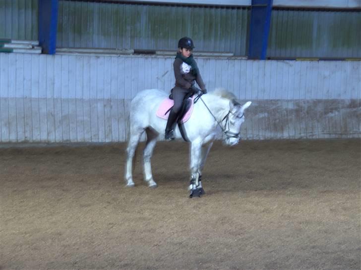 DSP Indian Spirit solgt:'( - dressur--hjemme <3 billede 15