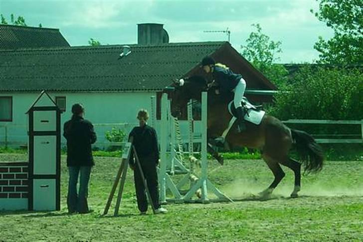 Anden særlig race Malik billede 11