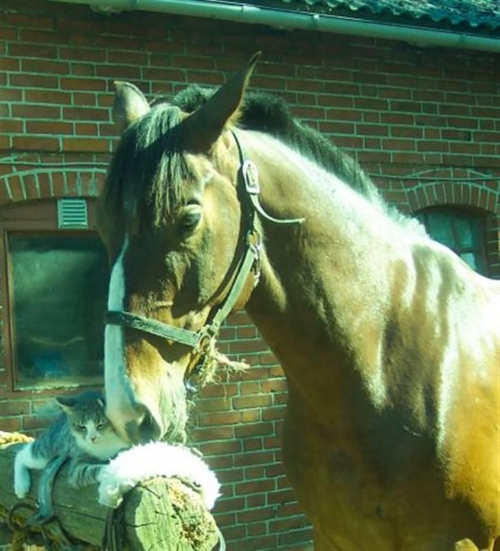 Anden særlig race Malik billede 13