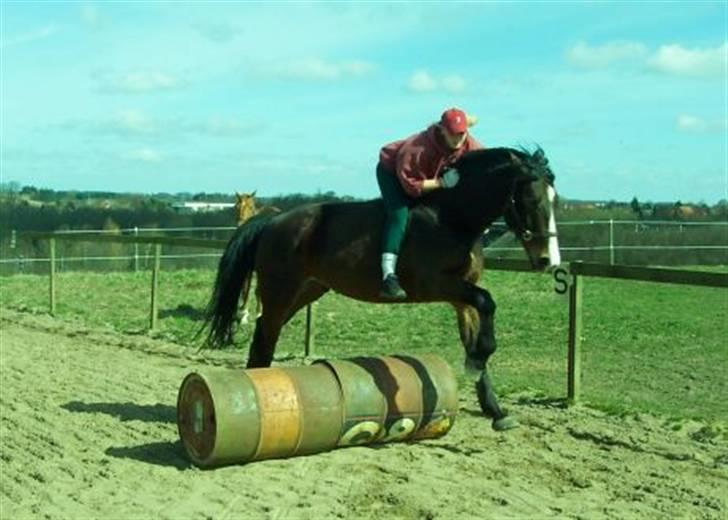 Anden særlig race Malik billede 14