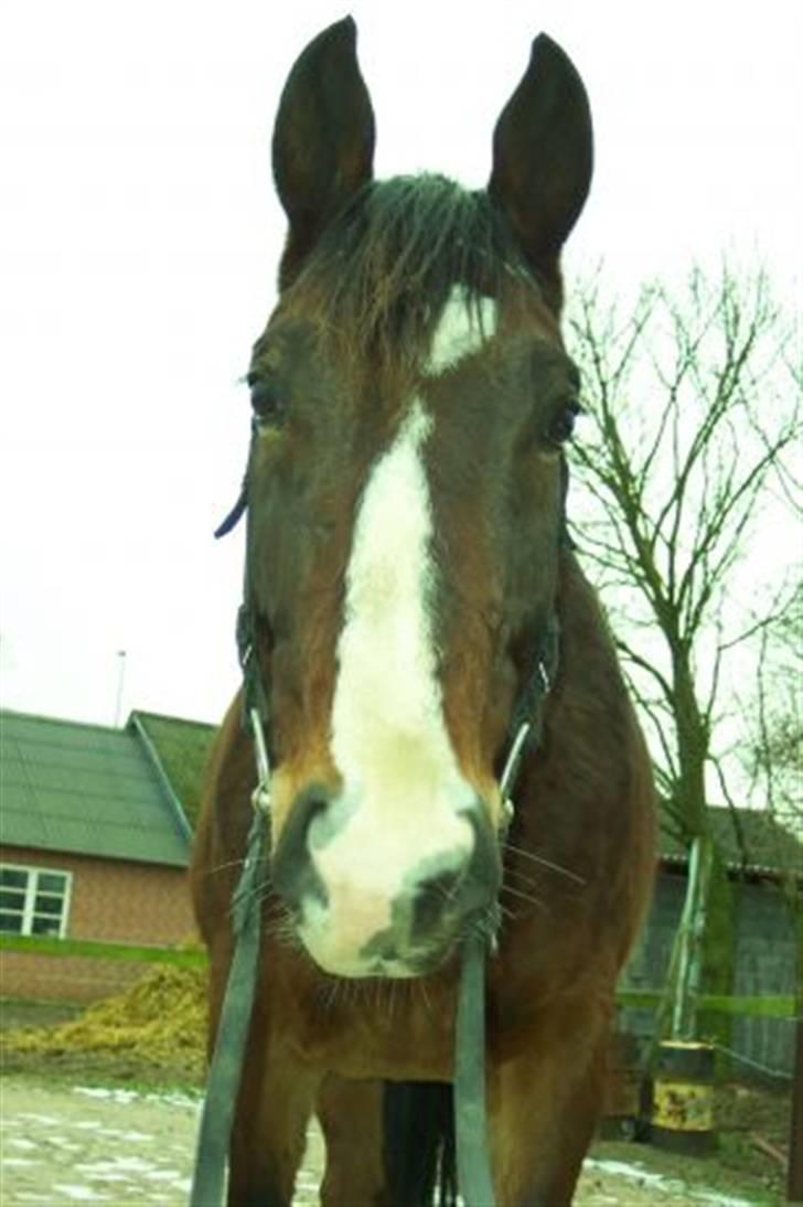 Anden særlig race Malik billede 15