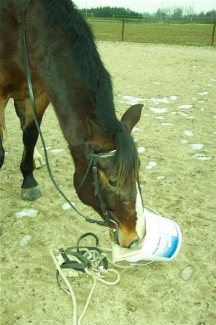 Anden særlig race Malik - vi leger tillidslege billede 19