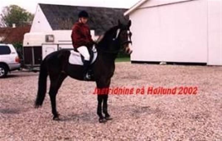 Anden særlig race Malik - vores første jagtridning billede 20