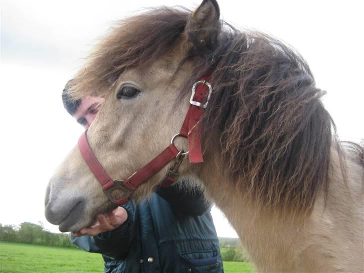 Islænder Busla Fra Østrup billede 6
