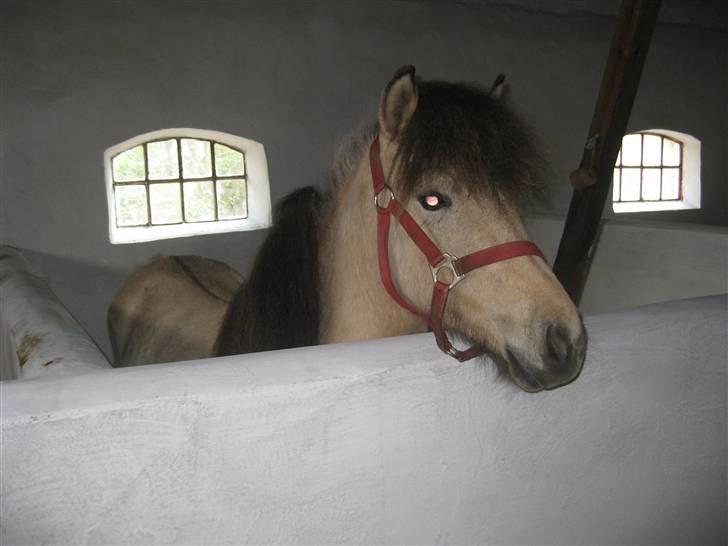 Islænder Busla Fra Østrup billede 7