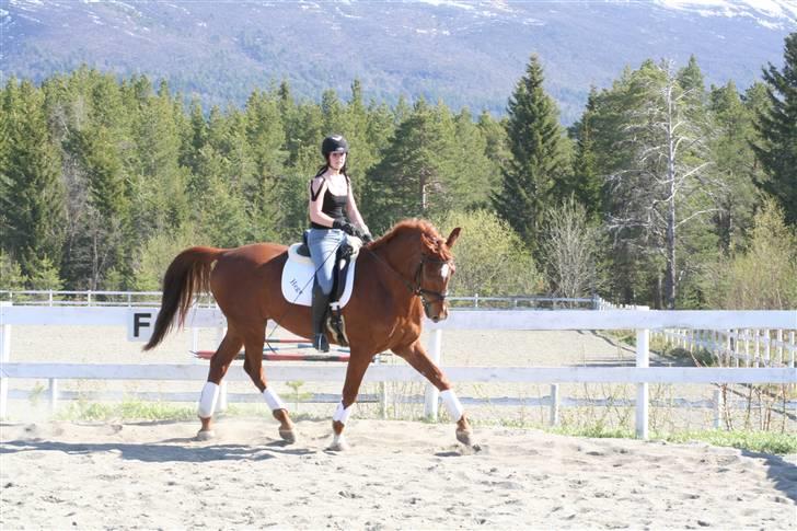 Norsk Varmblod  Chaval *R.I.P* billede 8