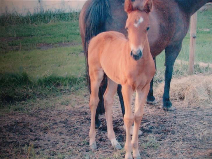 DSP Holstegaards Donna-Bell<3 billede 13