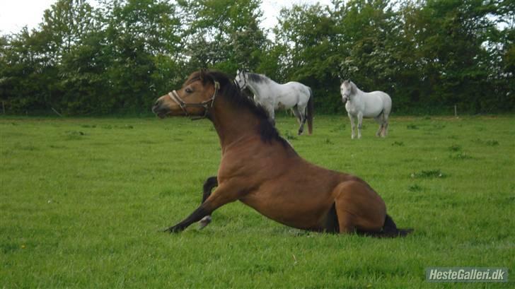 Welsh Pony af Cob-type (sec C) Camilla-tut :-) - her er hun lige ved at rejs sig fra en god middag sluuuurr ...  .... zzzzzzzz z z z  z<3<3<3<3 foto: Camilla petersen. billede 16