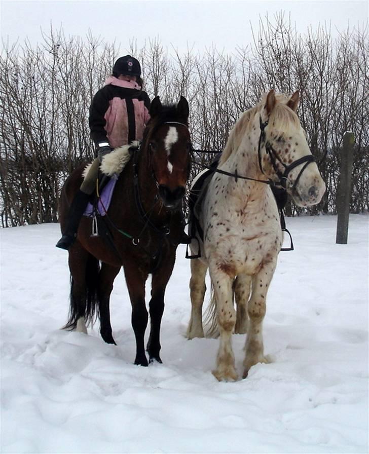 Dansk Varmblod Gladi billede 4