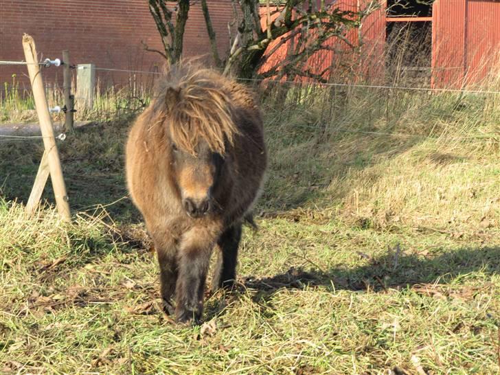 Shetlænder Tranholm's Silje*SOLGT* billede 14