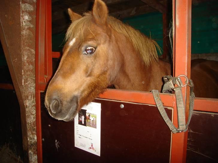 Anden særlig race lucas  billede 4