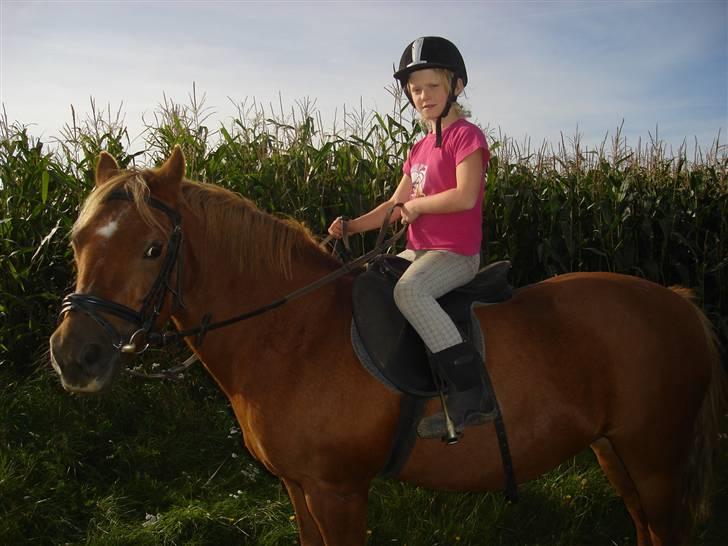 Anden særlig race lucas  billede 6