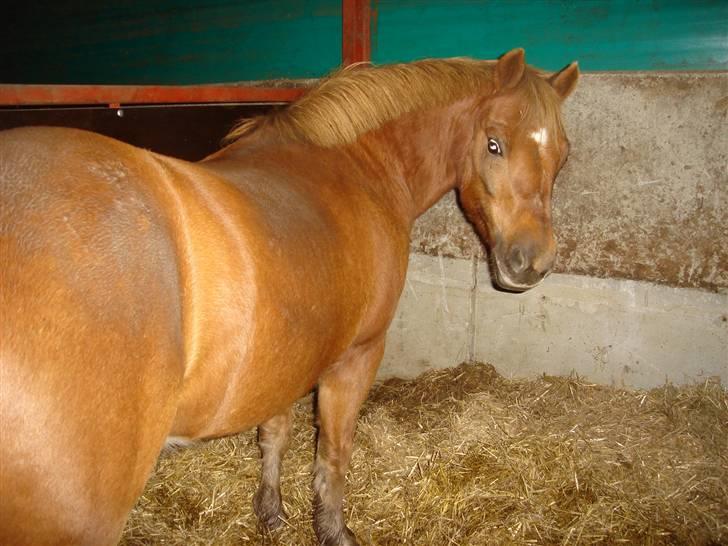 Anden særlig race lucas  billede 10