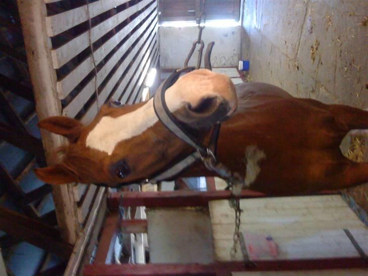 Anden særlig race Jupiter billede 3