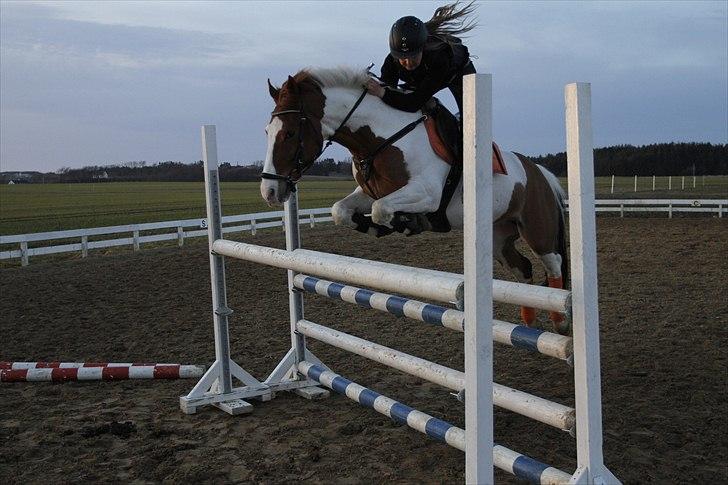 Hollandsk Sportspony Zwier - (5) 115 eller 120 cm billede 12