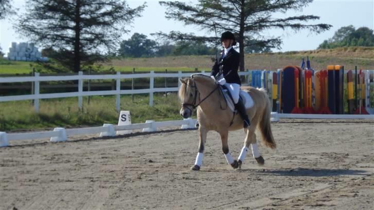 Fjordhest Herkules <3 billede 11