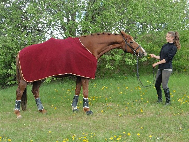 Anden særlig race Casting - "Giv mig så den blomst!" ..  billede 6