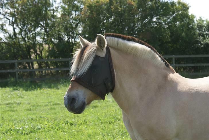 Fjordhest Herkules <3 billede 13