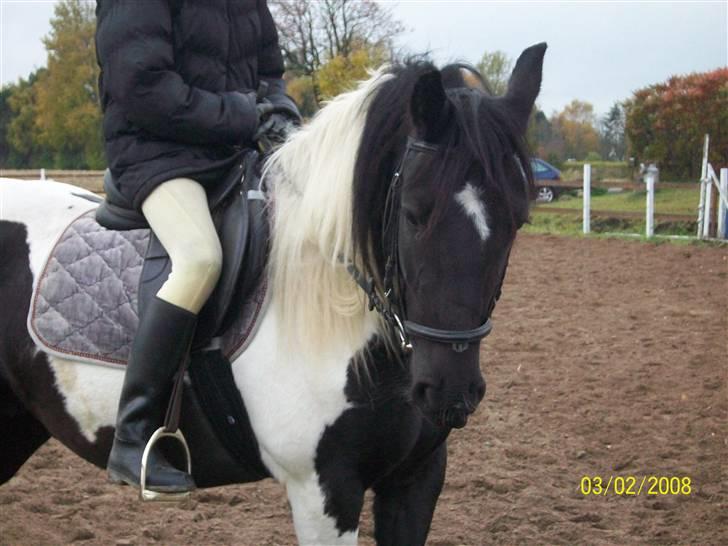 Barockpinto La Santa ¤ solgt ¤ :'( - Savner min plettede skønhed Foto Far. billede 1