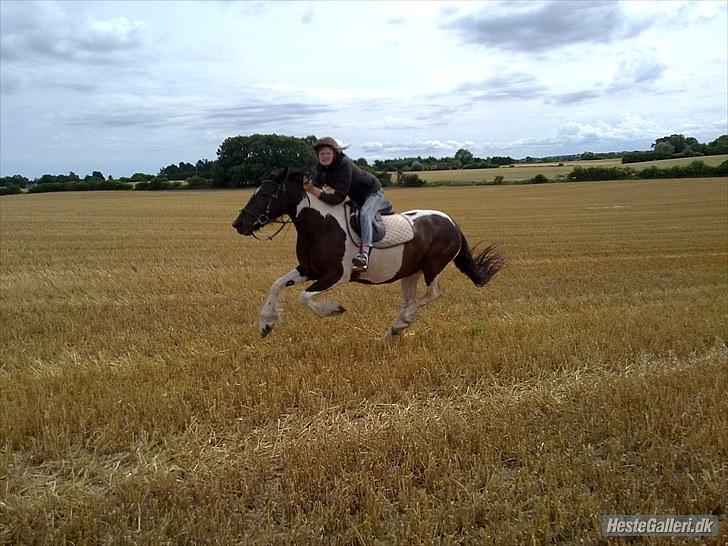 Barockpinto La Santa ¤ solgt ¤ :'( - Du er alt for fantastisk (savnet). Foto: Martina <3 billede 4