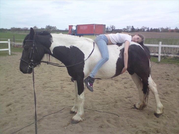 Barockpinto La Santa ¤ solgt ¤ :'( - Savner min plettede skønhed. Foto: Martina billede 5