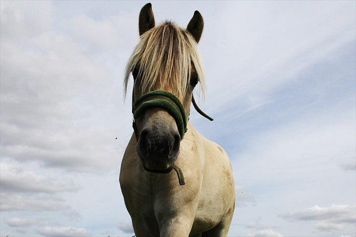 Fjordhest Domino my littel fellow - Velkommen til Dominos profil håber i vil kikke med :b  billede 1