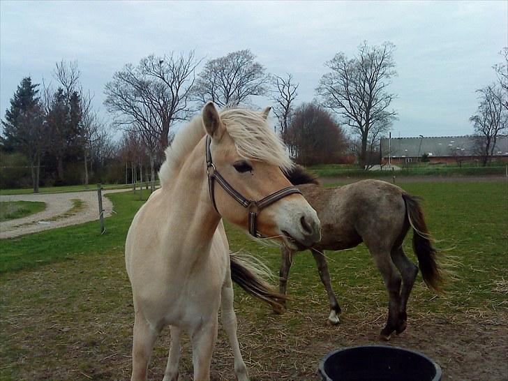 Fjordhest Domino my littel fellow billede 2