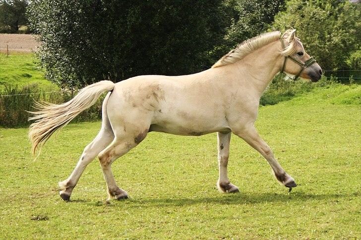 Fjordhest Domino my littel fellow - sommeren år 2010 Domin i galop over marken :b smukke dreng billede 3