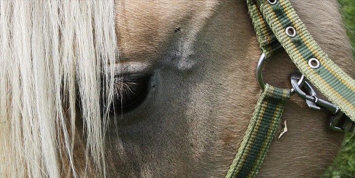 Fjordhest Domino my littel fellow - dine smukke øjne siger alt :b billede 4