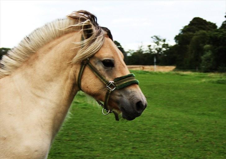 Fjordhest Domino my littel fellow - smuk og hisi Domino i sin ejen verden<3 billede 5