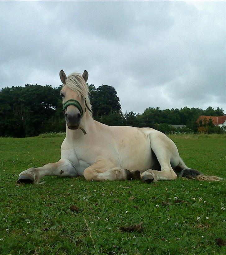 Fjordhest Domino my littel fellow - sommeren år 2010 Domino ligger og nyder det stille vejr på marken :b<3 billede 6