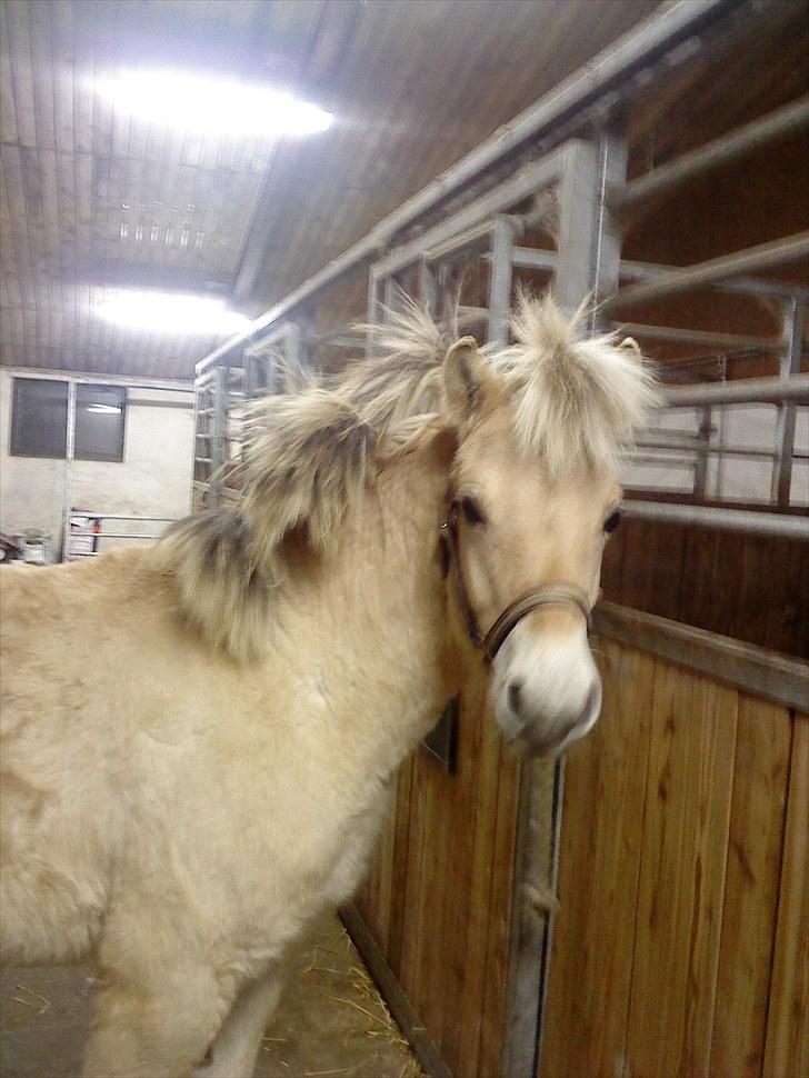 Fjordhest Domino my littel fellow - vinteren 2010 lige da vi hade fået dig hjem vi er alerade ved at være venner nice man hehe :b <3  billede 7