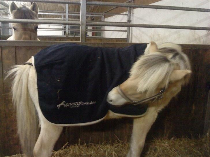 Fjordhest Domino my littel fellow - va er det nu for en føste gang med teppe på :b<3 billede 8