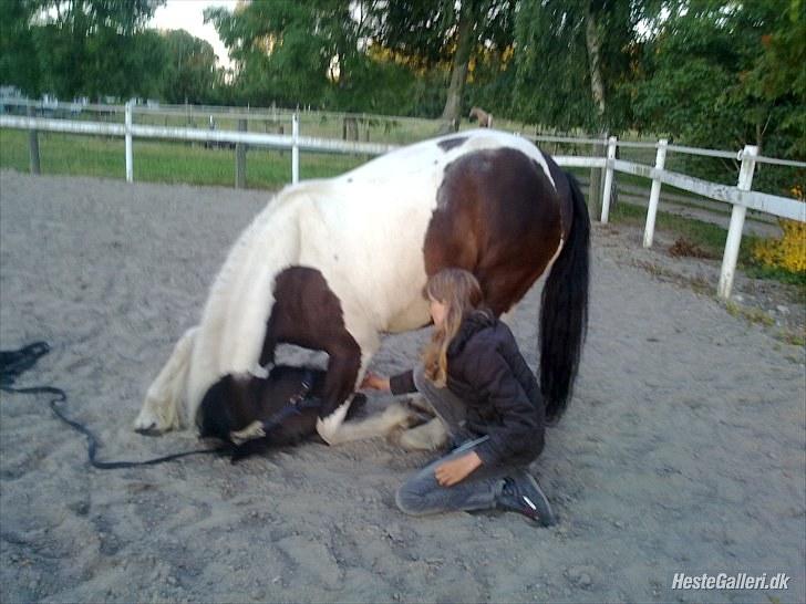 Barockpinto La Santa ¤ solgt ¤ :'( - Du er alt for fantastisk (savnet) Foto: Martina <3 billede 6